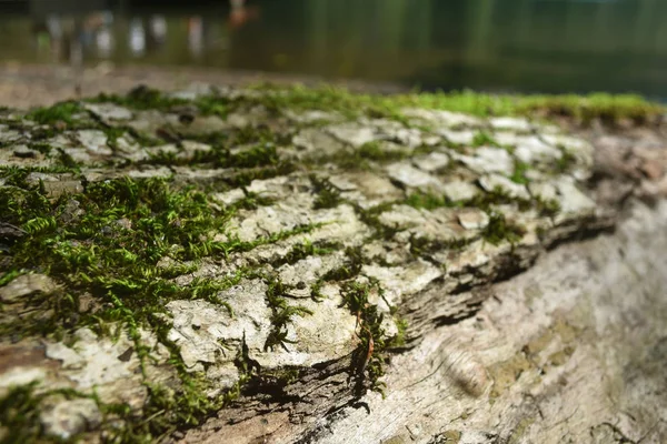La texture du bois envahi par la mousse. Gros plan photo — Photo