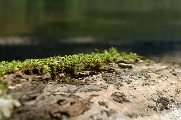 De textuur van het hout begroeid met mos. Close-up foto — Stockfoto