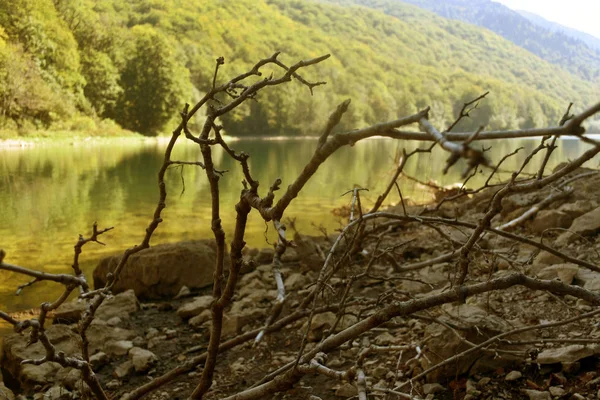 Kilátás a tóra a száraz ágak egy fa. Kilátás a tóra és a hegyekre. Gyönyörű természetkilátás. — Stock Fotó