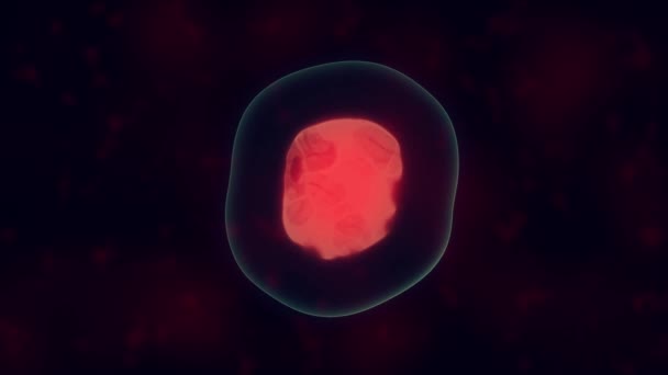 Cellerna delar sig i mikroskop. Mitosprocessen vid celldelning. — Stockvideo