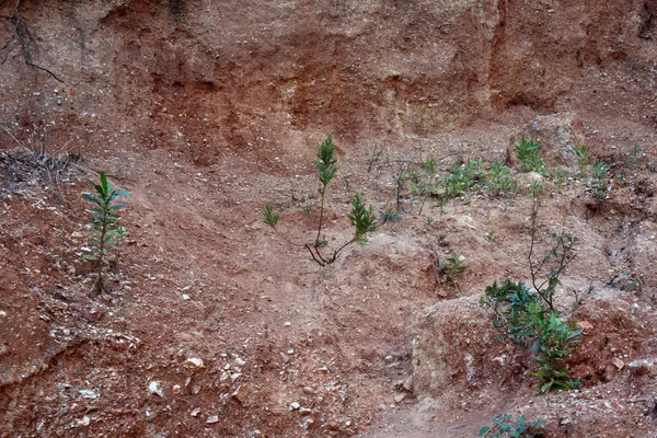 Arbres Branches et racines sur une surface rocheuse. Texture de gravier brun rouge. Une surface rocheuse . — Photo