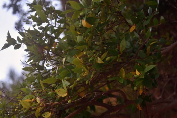 Tree branches with leaves and green fruits. Beautiful landscape of thickets — Stock Photo, Image