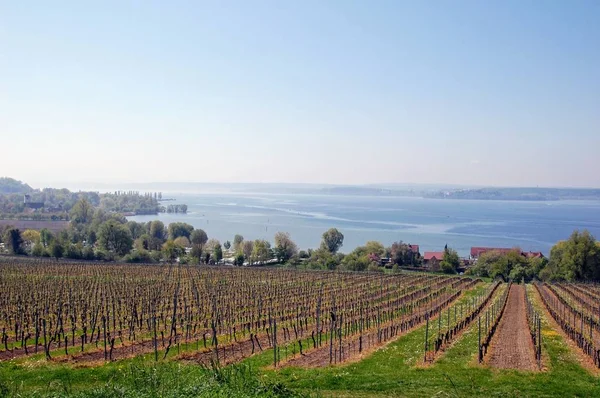  Konstanz Gölü çevresindeki üzüm bağları.