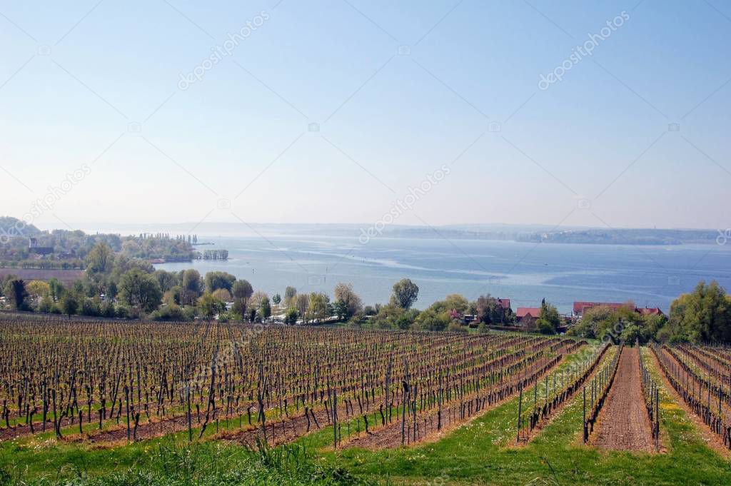  Vineyards around Lake Constance.