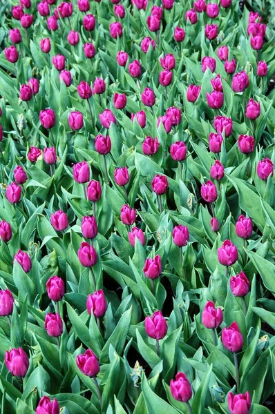 Los Tulipanes Florecen Primavera —  Fotos de Stock