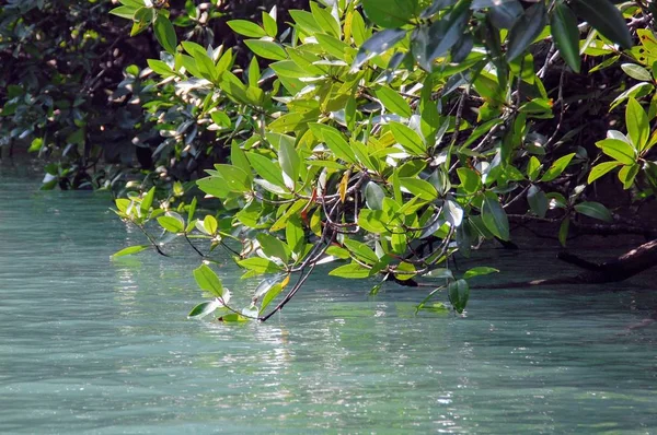 Mangrove Bomen Thailand — Stockfoto