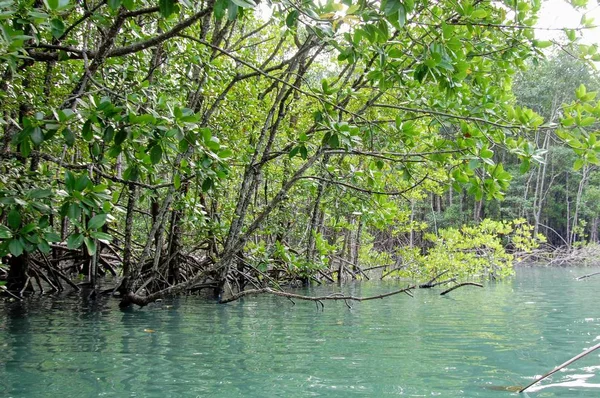  Tayland Mangrov ağaçları.