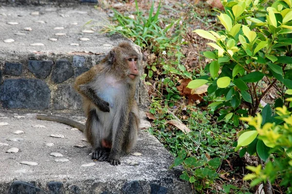 A wild monkey is sitting on outdoor stairs on Koh Chang island in Thailand.