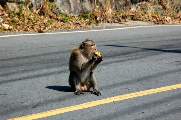 Vahşi bir maymun Tayland Koh Chang adasında yolun ortasında oturuyor.