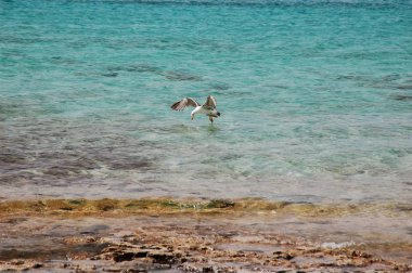 Martı oluştur koykristal temiz su üzerinde uçan.