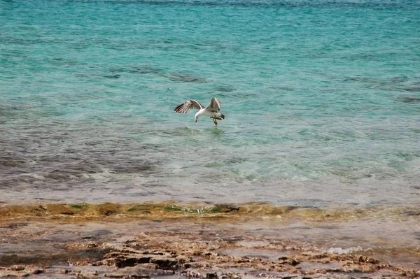 Martı oluştur koykristal temiz su üzerinde uçan.