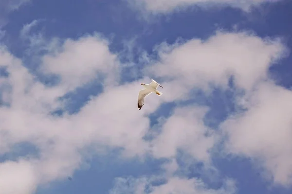 Чайка Летит Голубом Небе — стоковое фото