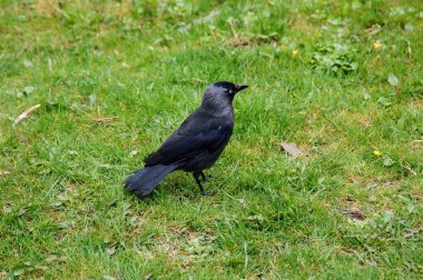 Çimenlerin üzerinde oturan siyah karga.
