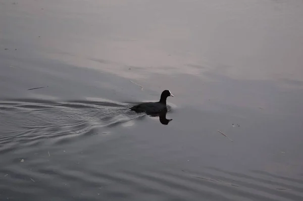 Vrouwelijke Eend Het Water Zwemmen — Stockfoto