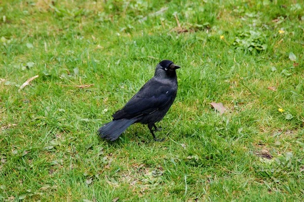 Çimenlerin üzerinde oturan siyah karga.
