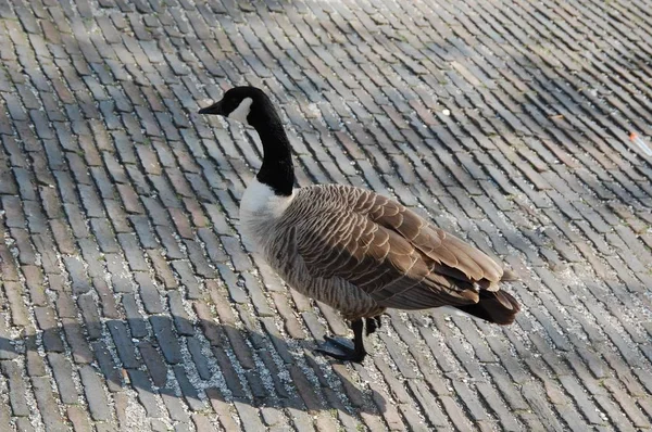 Kadın Yaban Ördeği Sokakta Yürüyor — Stok fotoğraf