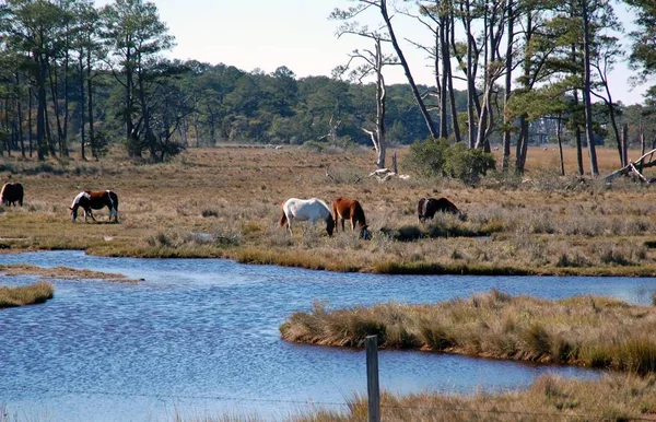 Cavalli Selvatici Del Rifugio Naturale Nazionale Sull Isola Assateague — Foto Stock