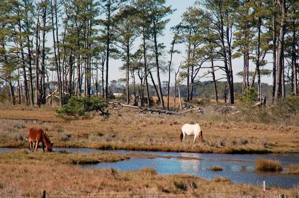 Cavalos Selvagens Refúgio Vida Selvagem Nacional Ilha Assateague — Fotografia de Stock