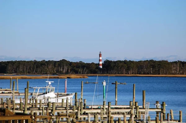 Chincoteague Gyönyörű Vad Természet Assateague Sziget — Stock Fotó