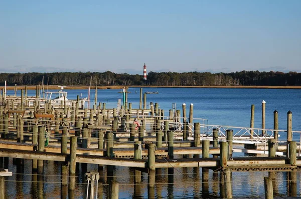 Chincoteague Piękna Dzika Natura Assateague Island — Zdjęcie stockowe