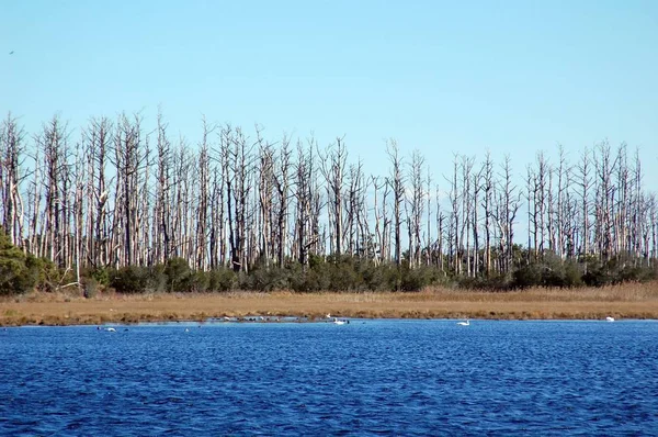 Chincoteague Hermosa Naturaleza Salvaje Isla Assateague —  Fotos de Stock