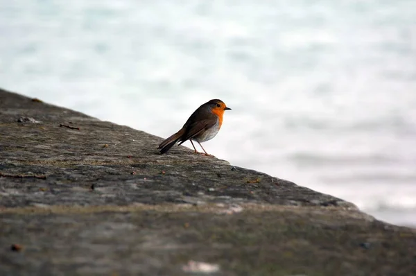 Oiseau Rouge Européen Dans Fond Mer — Photo