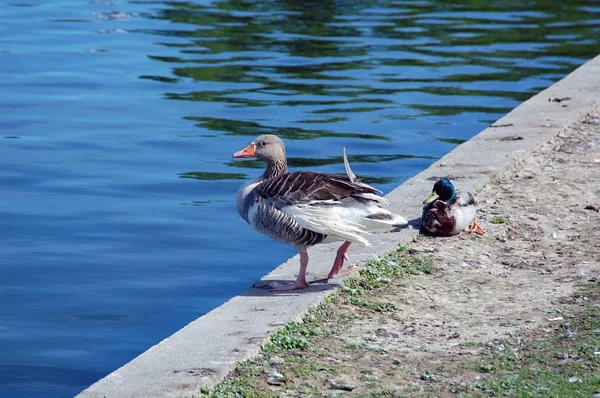 Ducks Sitting Fountain Baroque Palace Munich Bavaria Southern Germany — Stock Photo, Image