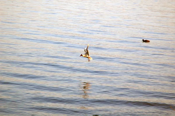 Water Achtergrond Met Zeemeeuw Vliegen Boven Zee — Stockfoto