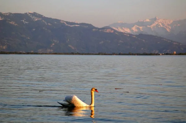 Witte Zwaan Zwemmen Het Meer Met Besneeuwde Bergtoppen Achtergrond — Stockfoto