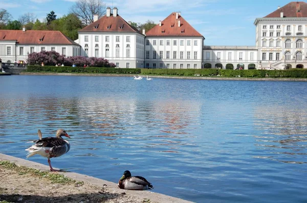 Patos Sentados Alrededor Fuente Palacio Barroco Munich Baviera Sur Alemania —  Fotos de Stock