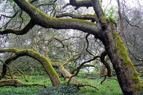 Konstanz Gölü'ndeki bahçe adası Mainau'da yosunla kaplı nadir ağaç dalları.