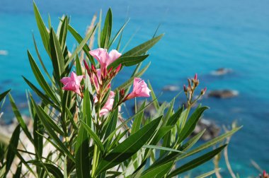 Açık mavi gökyüzü altında denizde uzak kayalar ile yabani kıyı çiçekleri closeup.