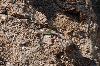 Kertenkele sabah güneşinin tadını çıkarırken kahverengi taş üzerinde oturuyor. İtalya'da yaban hayatı.