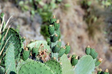 Calabria büyüyen Dikenli Armut Kaktüs.