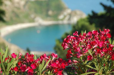Açık mavi gökyüzü altında denizde uzak kayalar ile yabani kıyı çiçekleri closeup.