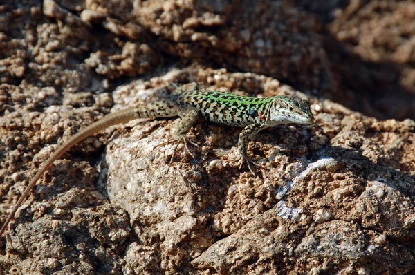 蜥蜴坐在棕色的石头上享受早晨的阳光 意大利的野生动物 — 图库照片
