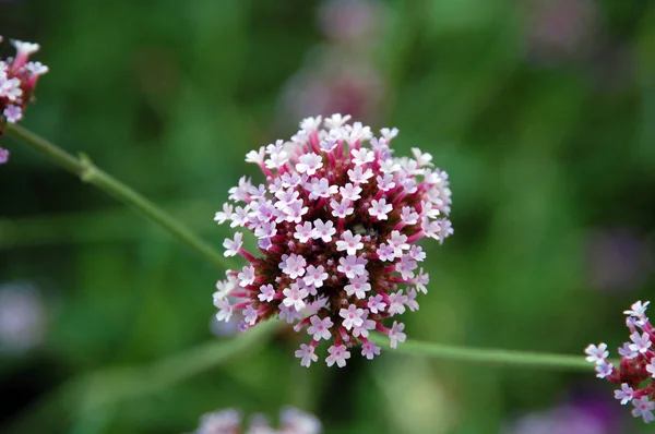 Pink Tavaszi Virágvirág Háttér — Stock Fotó