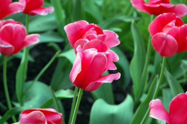 Dünyanın en büyük çiçek bahçeleri, Keukenhof, Hollanda bahar sezonunda çiçeklenme lale yakın çekim. 