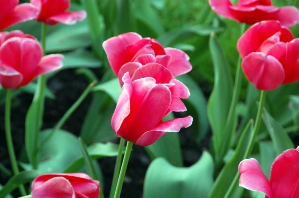 Dünyanın en büyük çiçek bahçeleri, Keukenhof, Hollanda bahar sezonunda çiçeklenme lale yakın çekim. 