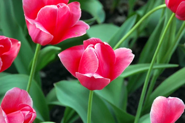 Dünyanın en büyük çiçek bahçeleri, Keukenhof, Hollanda bahar sezonunda çiçeklenme lale yakın çekim. 