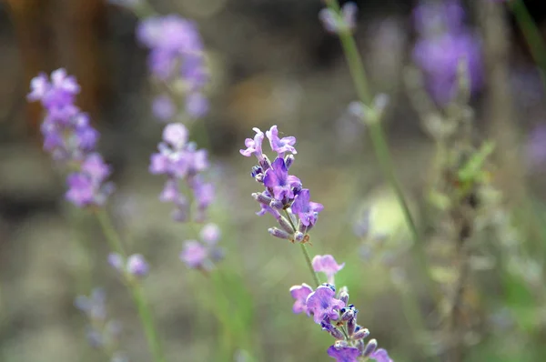 Primer Plano Las Flores Costeras Silvestres — Foto de Stock