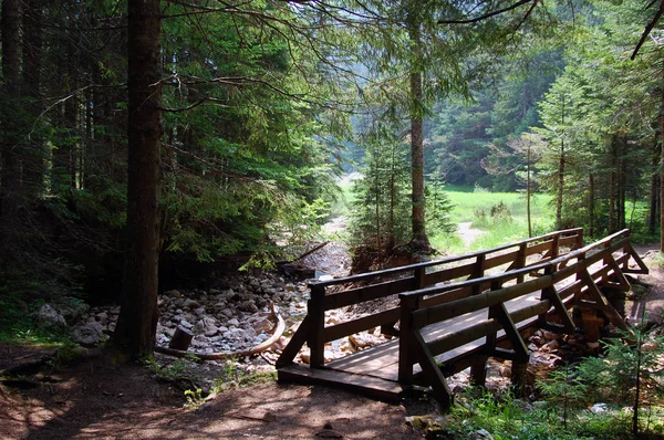 Güneşli bir günde ormanın içinden geçen boardwalk.