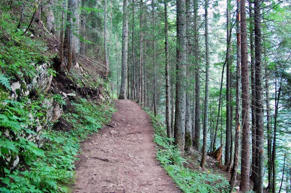 Bir yaz ormanından geçen yol.