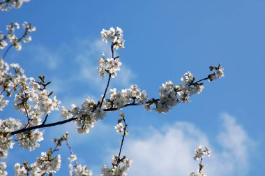 Çiçek açan bahar çiçekleri ve bahar çiçekleri.