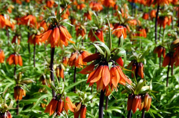 Bahar mevsiminde bahar çiçekleri açıyor.
