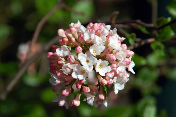 Çiçek açan bahar çiçekleri ve bahar çiçekleri.