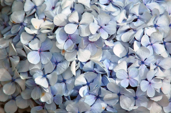 Blue Mop head flower covered in massive blooms.