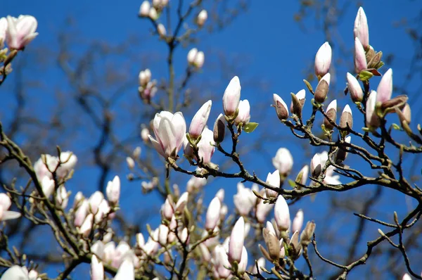 Цветущие Весенние Цветы Весенний Цветок — стоковое фото