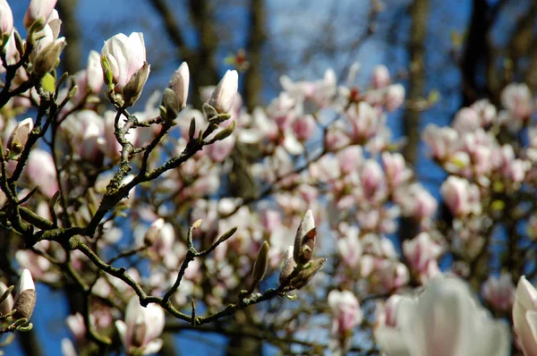 Çiçek açan bahar çiçekleri ve bahar çiçekleri.