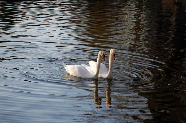 Suda yüzen iki beyaz kuğu.
